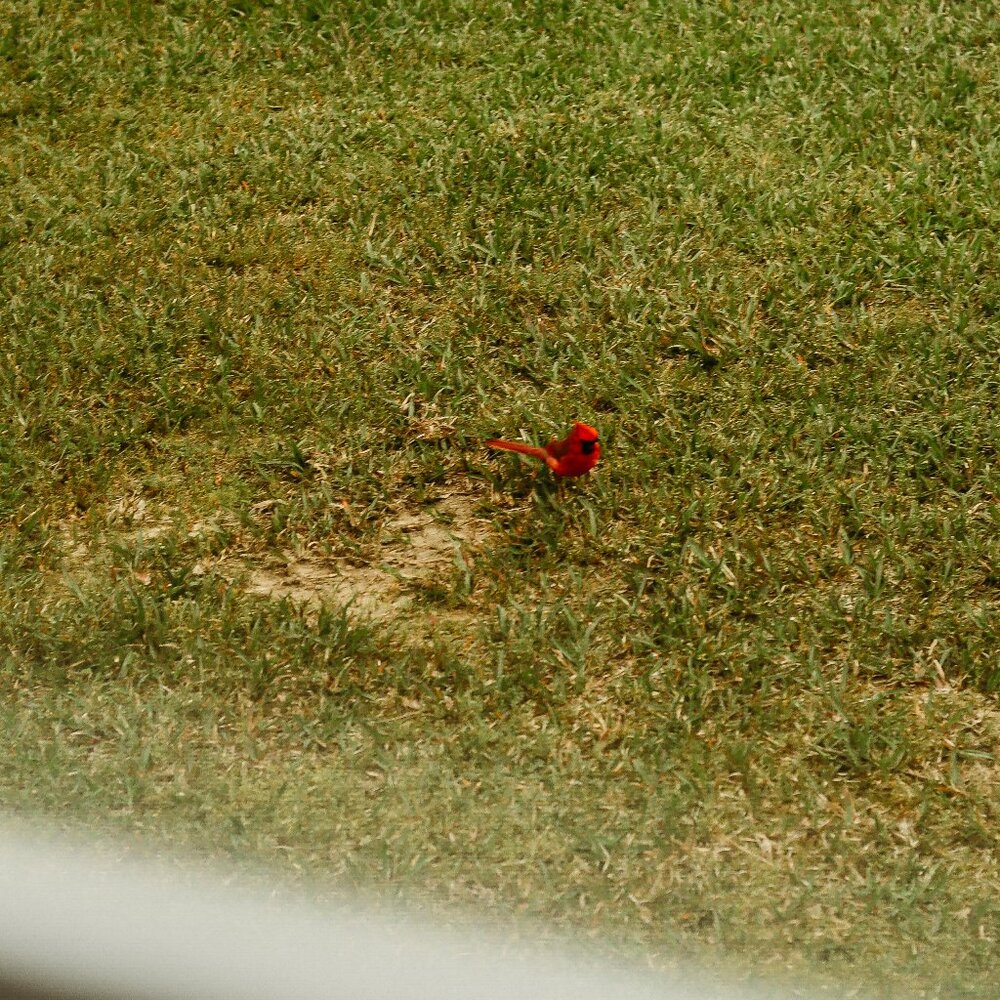 Red Cardinal Nature Photo – 5x7 or 8x10 Wall Art